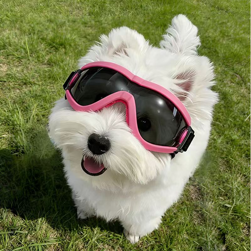 Hundeschutzbrille für Kleine u – Sunglass Retainer Cord Bewertung und Preis